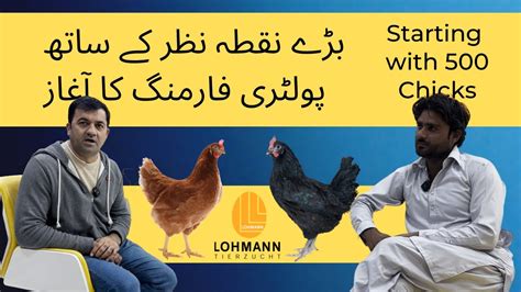 Starting Of Poultry Farming With Big Approach Lohmann Brown Farming