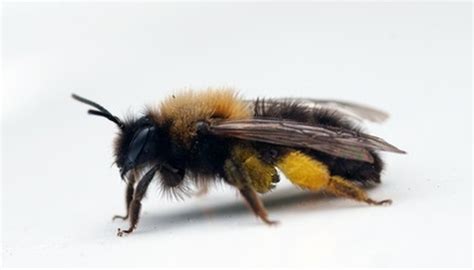 How to Get Rid of Africanized Bees | Sciencing