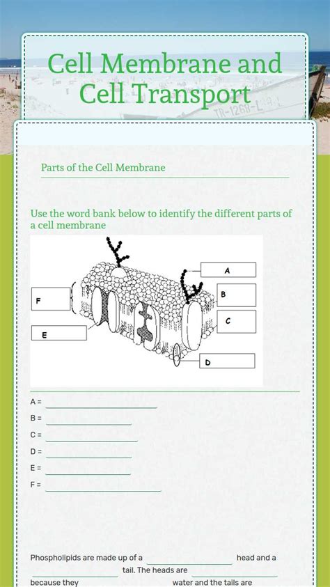 Cell Membrane Worksheet Answers E Street Light