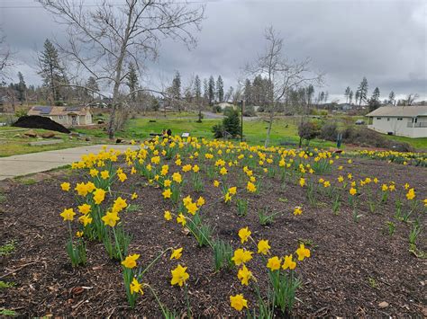 Butte County Fire Safe... - Butte County Fire Safe Council