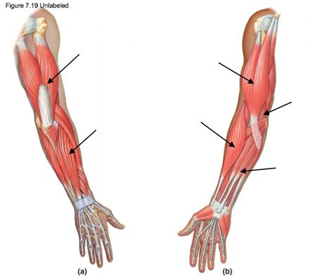 Muscles Of The Upper Arm And Elbow Diagram Quizlet