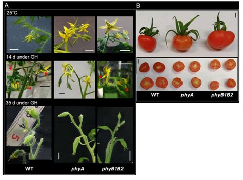 Figure 1 From Functional Characterization Of Tomato Phytochrome A And