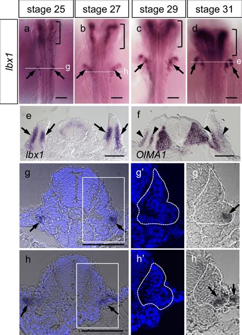 Expression Patterns Of The Lbx1 Gene During Medaka Embryogenesis