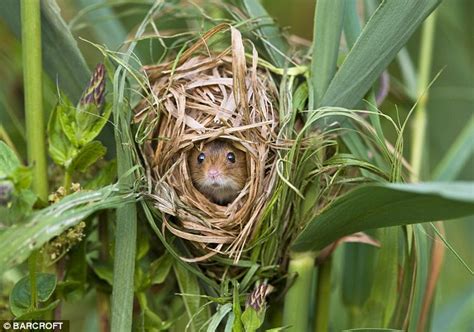 Cute Baby Field Mouse Diet - clevelandposts