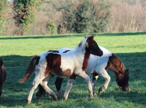 Lélevage de poneys Segala Levezou Equitation Chevaux Barbes