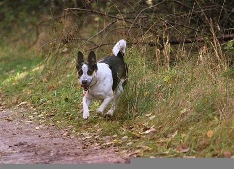 6 Common Rat Terrier Behavior Problems