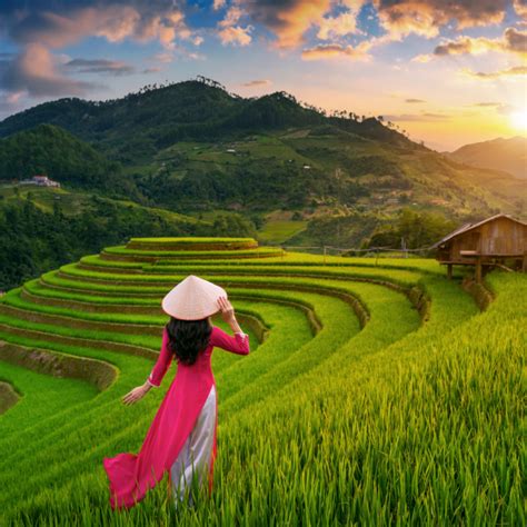 Asian Woman Wearing Vietnam Culture Traditional In Rice Terrace At Mu