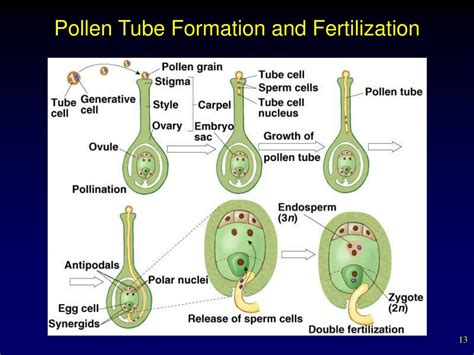 Ppt Plant Reproduction Powerpoint Presentation Free Download Id