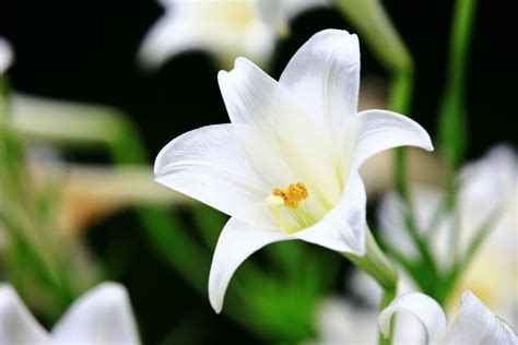 Easter Lily Meaning in the Language of Flowers - Petal Republic