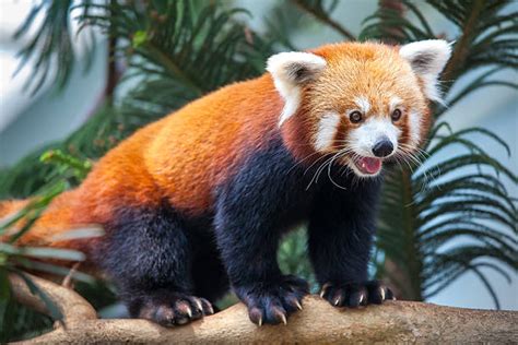 350+ Red Panda India Stock Photos, Pictures & Royalty-Free Images - iStock