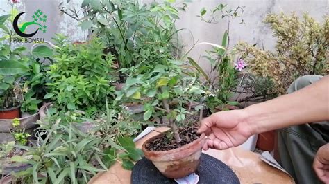 Ehretia Microphylla Carmona Retusa Fukien Tea Tree Bonsai YouTube