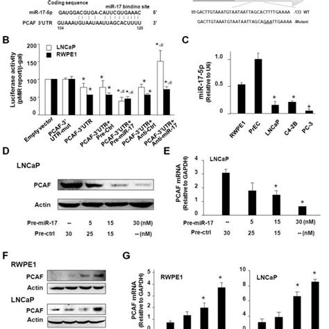 Effects Of Functional Manipulation Of Mir P On Dht Induced Ar