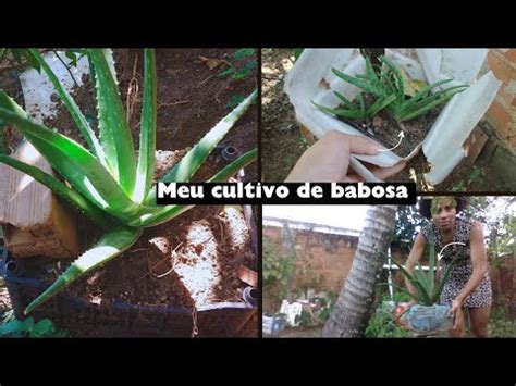 Meu Jardim De Babosas Aloe Vera Barbadensis Cuidado Da Natureza E Da