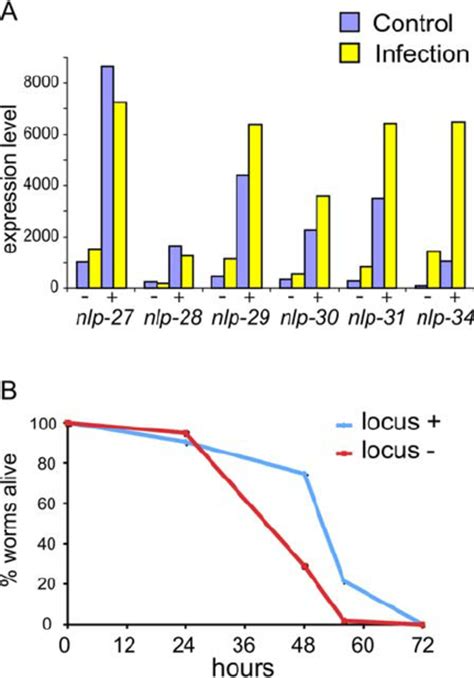 Overexpression Of The Nlp Locus A Transgenic Worms Carrying Extra