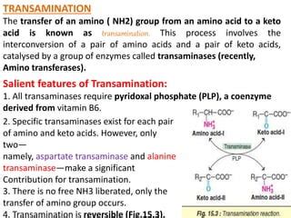 Transamination Pptx