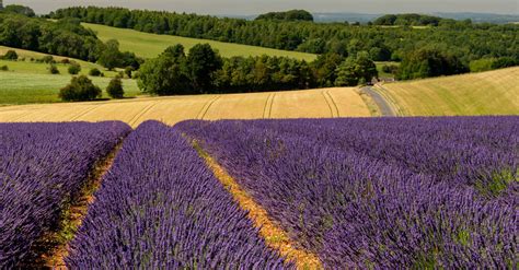 Cotswold Lavender 35 varieties 70 miles of rows walk fields & visit ...