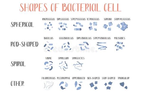 Streptobacillus. Bacteria Classification. Rod-shaped Shapes of Bacteria, Bacilli. Morphology ...