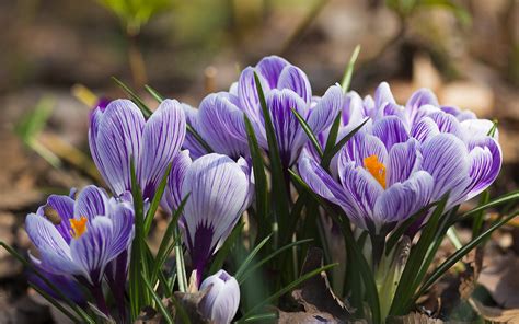 Крокус (Crocus) - описание, виды, фото, уход, пересадка, выращивание ...
