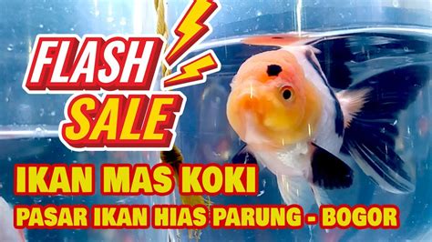 Pasar Ikan Hias Parung Bogor Lapak Ikan Mas Koki Harga Murah Khusus