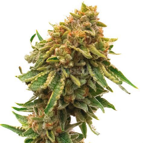 Orange Bud Feminized Cannabis Seeds Indopedia