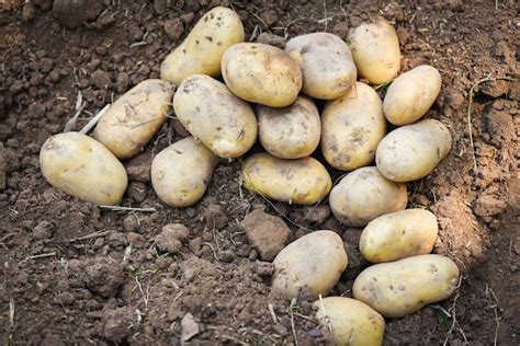 Colheita de plantas de batata fresca de produtos agrícolas de batatas