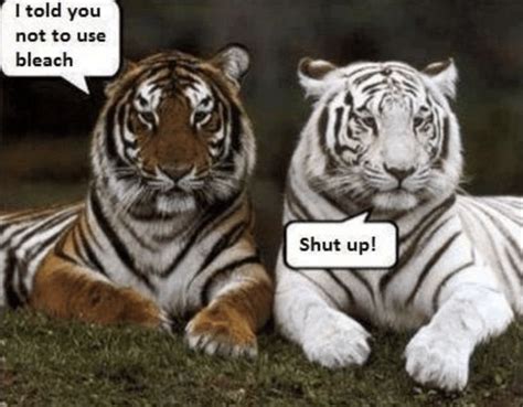 Terrific Tiger Memes That Are Ferociously Funny | Funny tiger, Laundry ...