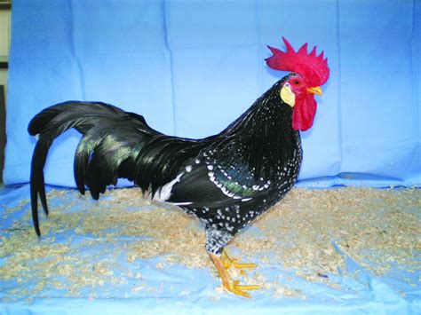 Fancy Chicken Breeds - Poultry Hub Australia