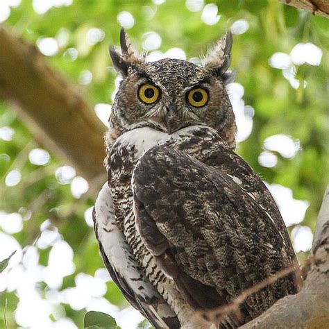 A Female Great Horned Owl Standing Tall And Proud Isnt She Gorgeous