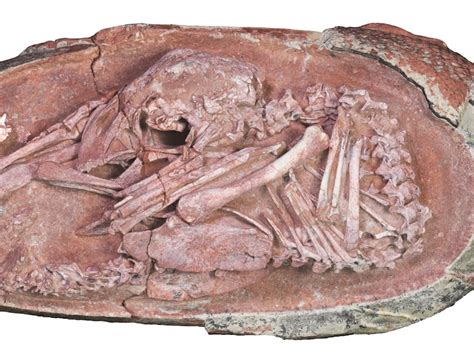 Kuow A Fossilized Dinosaur Embryo Shows A Link To Modern Birds