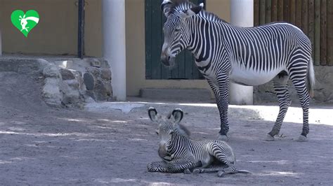 Roma Fiocco Rosa Al Bioparco Nata Una Rara Zebra Di Grevy Le