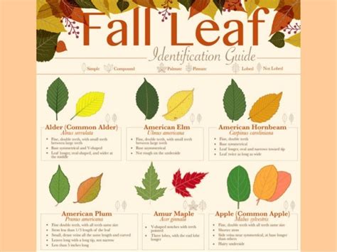 Fall Leaf Identification Guide