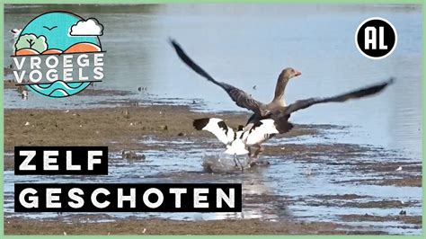 Kluut Verjaagt Grauwe Ganzen Zelf Geschoten Vroege Vogels YouTube