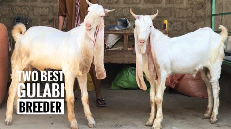 Two Top Class Gulabi Goat Breeder Best Breeders Of Gulabi Goats