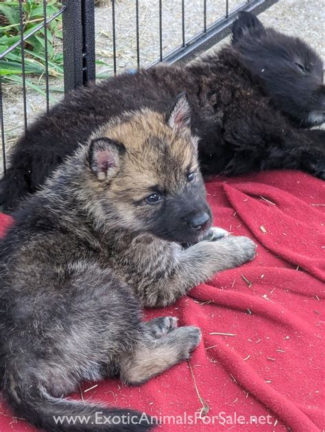 Wolfdog Puppies Available Now for Sale