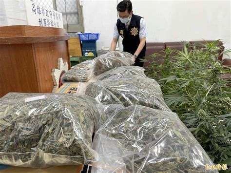 高市刑大破獲台南大麻農場 兄弟租屋種出135活株、5千顆種子 社會 自由時報電子報