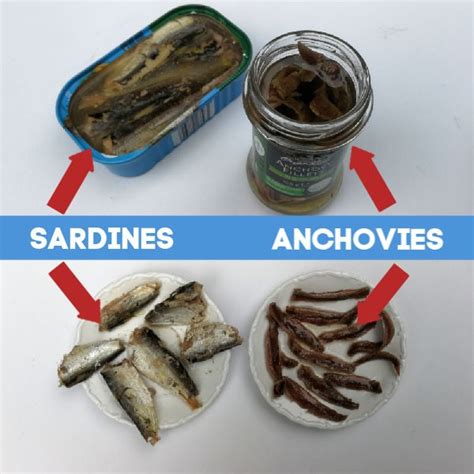 Sardines Vs Anchovies - Which Is Best?