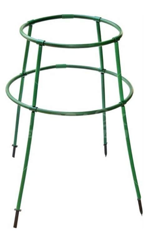 Золотая сотка алтая