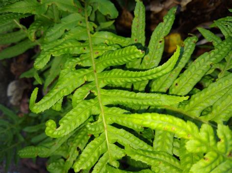 Polypodium Californicum Calflora