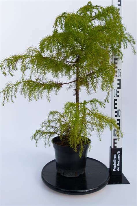 Cryptomeria Japonica Elegans Viridis Cèdre Du Japon Cryptomère Du