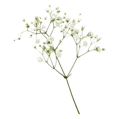 Baby S Breath Png Isolated Photo