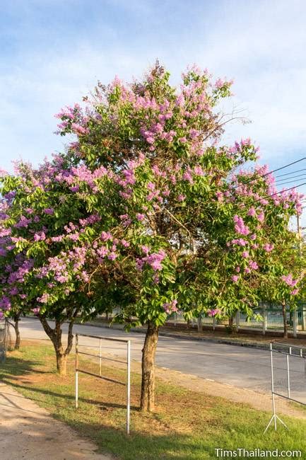 Flowering Trees of Thailand – Pride of India - Tim's Thailand