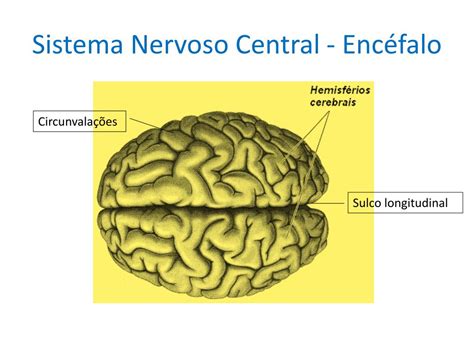 PPT Sistema Neuro Hormonal Sistema Nervoso PowerPoint Presentation