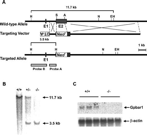 Targeted disruption of the mouse Gpbar1 gene. (A) Targeting strategy ... 