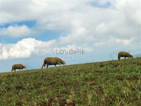 Sheep Eating Grass Picture And HD Photos | Free Download On Lovepik