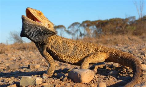 Bearded Dragon Temperature And Humidity The Ideal Level Guide