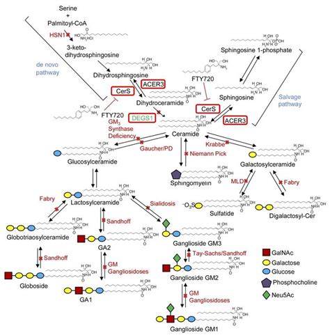 JCI Loss Of The Sphingolipid Desaturase DEGS1 Causes Hypomyelinating