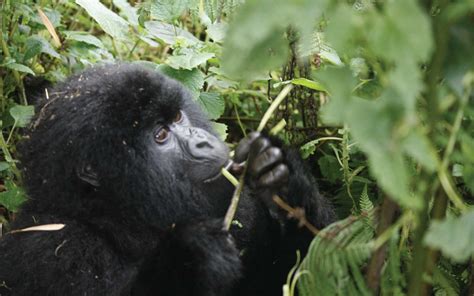 3 Days Gorilla Trekking Rwanda Safari To Volcanoes National Park