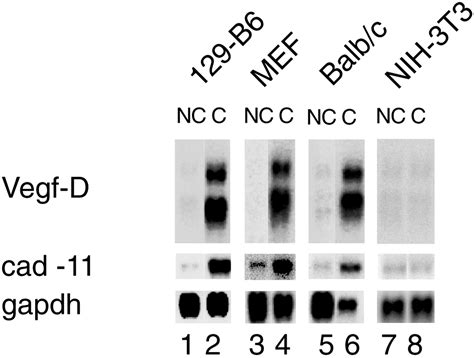 In Fibroblasts Vegf D Expression Is Induced By Cell Cell Contact