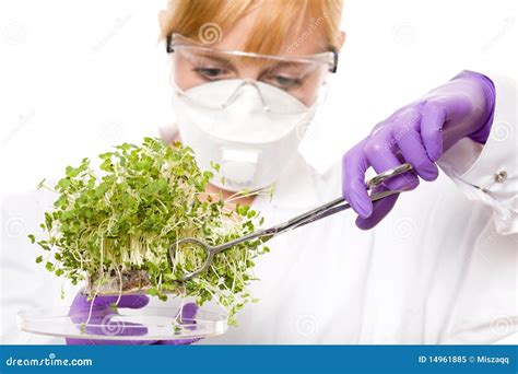 Female Scientist Looking At Plant Sample Royalty Free Stock Photo