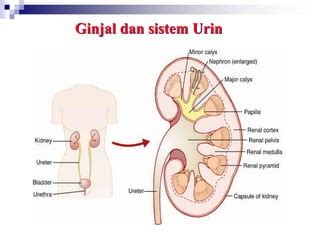 Anatomi Fisiologi Sistem Urinaria Ppt Ppt